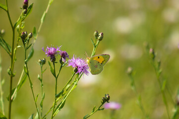 Closeup of clouded yellow butterfly on brown knapweed flower with green blurred background