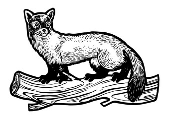 Obraz premium Marten animal sketch engraving PNG illustration with transparent background
