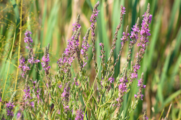 Closeup of purple loosestrife flowers with selective focus on foreground