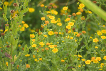 Closeup of common fleabane flowers with selective focus on foreground
