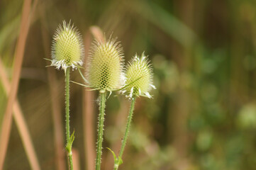Closeup of cutleaf teasel green seeds with selective focus on foreground