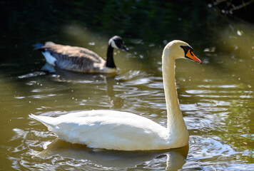 Mute swan in Kelsey Park, Beckenham, Greater London. A mute swan swims on the lake in the park with a Canada goose behind. There are several mute swans in Kelsey Park. Mute swan (Cygnus olor), UK.