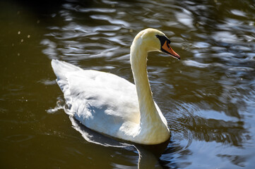 Mute swan in Kelsey Park, Beckenham, Greater London. A mute swan swims on the lake in the park. There are several mute swans in Kelsey Park, Beckenham, Kent. Mute swan (Cygnus olor), UK.