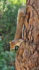 grey squirrel on a tree