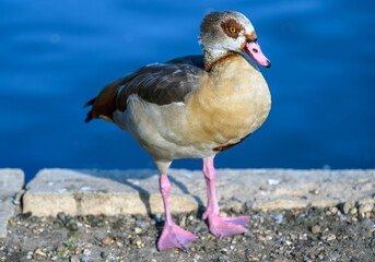 Egyptian goose in Kelsey Park, Beckenham, London. Full body view of an Egyptian goose standing by a lake. Egyptian geese are common in Kelsey Park, Beckenham. Egyptian goose (Alopochen aegyptiaca), UK
