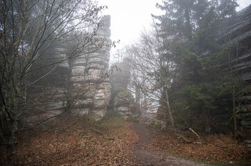 Foggy and dark forest in the fichtel mountains in bavaria