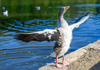 Greylag goose in Kelsey Park, Beckenham, London. A greylag goose stands by the lake with its wings outstretched. Greylag geese are common in Kelsey Park. Greylag goose (Anser anser), UK.