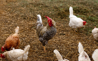 a flock of free range chickens roaming for food on a farmyard