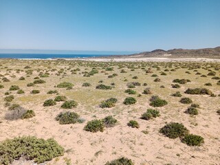 Atacama Desert - Flowering Desert - Chile