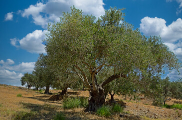 Olivenbäume auf einer Plantage Kreta, Griechenland