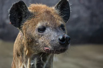 Fotobehang Closeup of wet spotted hyena head looking sideways. Wildlife on African safari © Tom