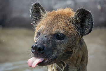 Head closeup of wet spotted hyena with tongue sticking out. Wildlife on African safari