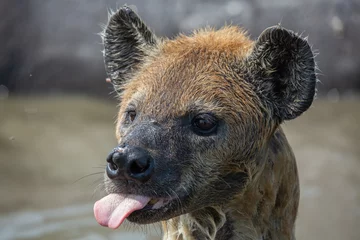 Foto op Aluminium Head closeup of wet spotted hyena with tongue sticking out. Wildlife on African safari © Tom