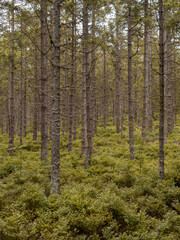 Trees in the Czech forest