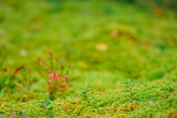Beautiful background with green moss or musk and variety of little plants and leaves on the ground...