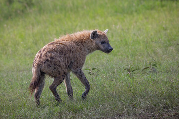 Naklejka na ściany i meble Side view of Spotted hyenas walking on the grass in Masai Mara, Kenya. African wildlife on safari