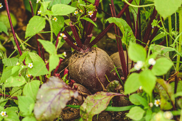 Fresh ripe red beetroots in the soil among green grass. Concept of biological agriculture, bio product, bio ecology, integrated farm. Close up