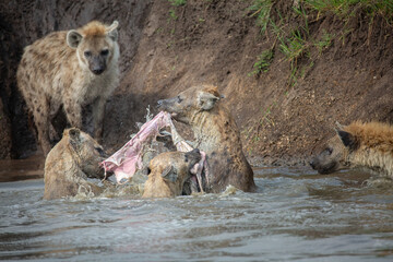 Spotted hyena fighting over food while other clan members are watching from the banks of the Mara river in Kenya