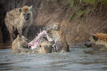Poster Spotted hyena fighting over food while other clan members are watching from the banks of the Mara river in Kenya © Tom