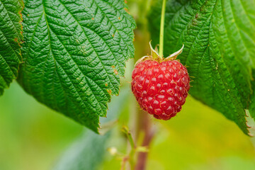 Beautiful red-fruited ripe raspberry hanging on the green plant. Close up