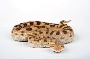 Desert horned viper // Wüsten-Hornviper (Cerastes cerastes)