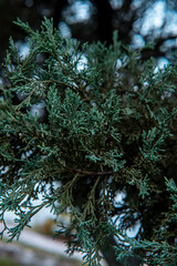 Naklejka premium High quality photography. Green pine leaves on the background. Pine twigs against the blue sky. Green forest background. Evergreen tree branch in the sunshine