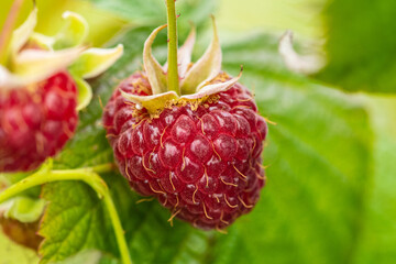Beautiful red-fruited ripe raspberry hanging on the green plant. Close up