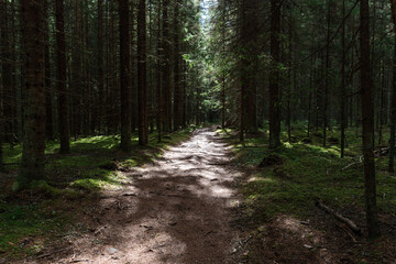Naklejka premium Light shining from between the trees to the path through a green forest with moss and pine trees