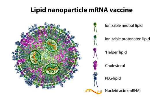 Lipid Nanoparticle MRNA Vaccine