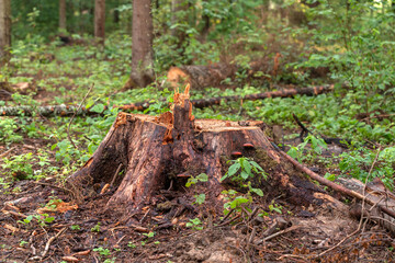 The stump was left from a big old tree in the wild forest. The old spruce was infested with pests and the tree was cut down. Wet bark and grass after rain in the summer forest