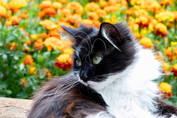 A black and white kitten is sitting on a flower bed