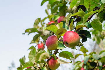 Branches with red apples and green leaves. Apple tree in a the garden. Apple orchard. Harvest time.