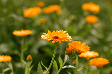 Calendula Flower Blossom. Calendula Officinalis. Organic Calendula Marigold growing. 