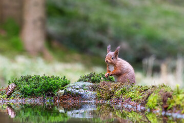Red Squirrell, Sciurus Vulgaris, eating a nut by the side of a pool.