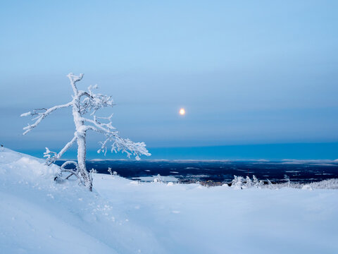 snow-covered mountain slope with fancy white trees on the night of the full moon. Amazing northern nature, winter natural background.