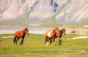 A herd of horses gallop forward against the backdrop of mountains. A herd of horses graze in the...