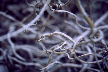 branches of plant, nature background