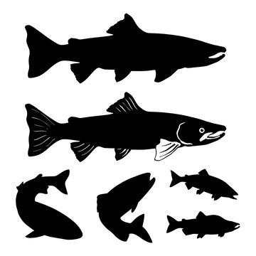 Set of salmon silhouette in line art style.Fish vector by hand drawing.Fish tattoo on white background.Black and white fish vector on white background.Salmon fish sketch for coloring book