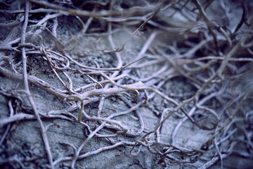 branches of plant, nature background