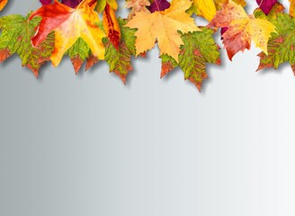 Autumn colored leaves on blue background