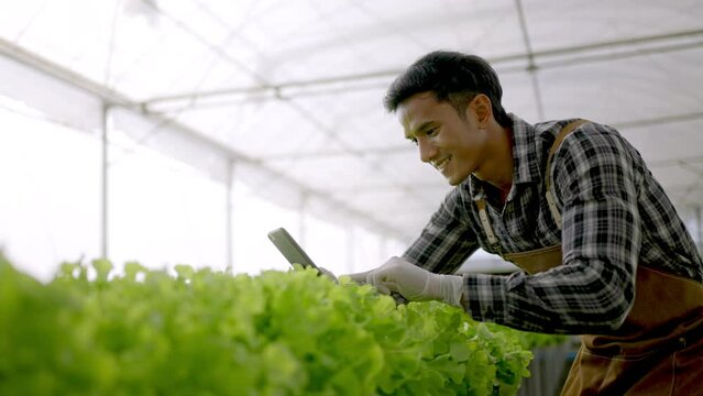 Smart farm,sensor technology,smart agriculture concept.Smart young asian farmer man using smart phone to check quality and quantity of organic hydroponic vegetable garden at greenhouse in morning.