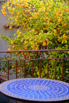 Orange Tree In The South Of France In A Private Yard With A Blue Table In The Foreground