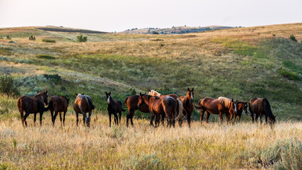 Herd of Wild Horses