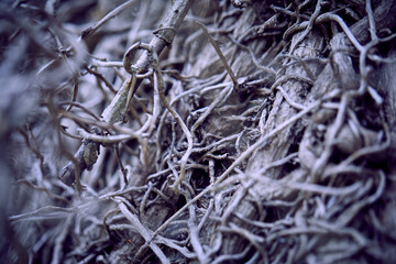 branches of plant, nature background