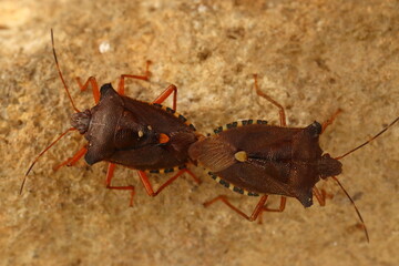 Heteroptera, two bugs butts joined, copulating