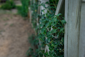 ivy on a fence