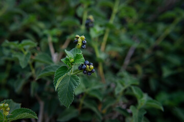 berries on leaves