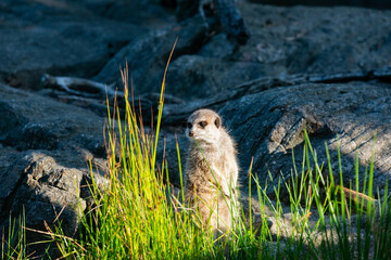 marmot in the grass looking over his sholder