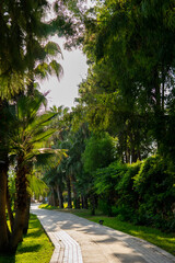 path in the park. tropical trees.