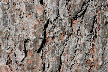Aging gray-brown plated scaly furrowed ridge bark of Pinus Lambertiana, Pinaceae, native perennial monoecious evergreen tree in the San Jacinto Mountains, Peninsular Ranges, Summer.